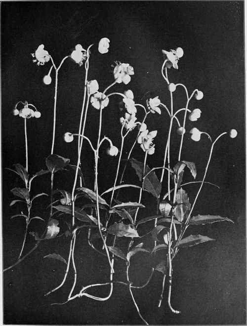 Prince's Pine, Or Pipsissewa (Chimaphila umbellata)