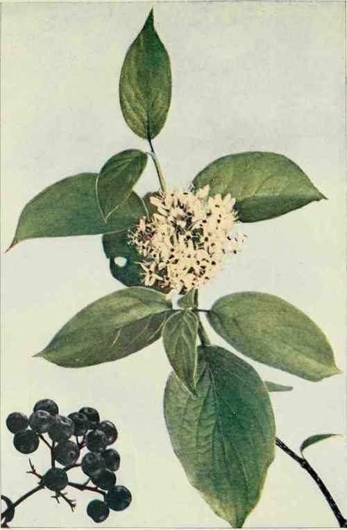 Silky Cornel Or Kinnikinnik. (Cornus cAmonum.)