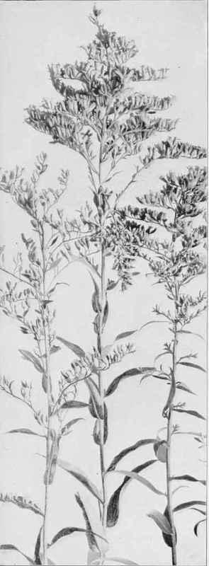 Sweet Scented Golden Rod (Solidago odora)