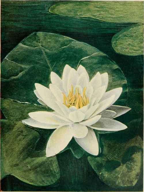 Sweet Scented White Water Lily. (Castalia odorata.)