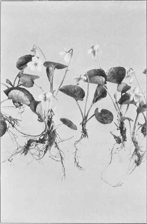 Sweet White Violet (Viola blanda)