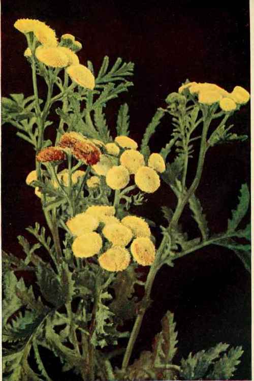Tansy Or Bitter Buttons. (Tanacetum vulgare.)