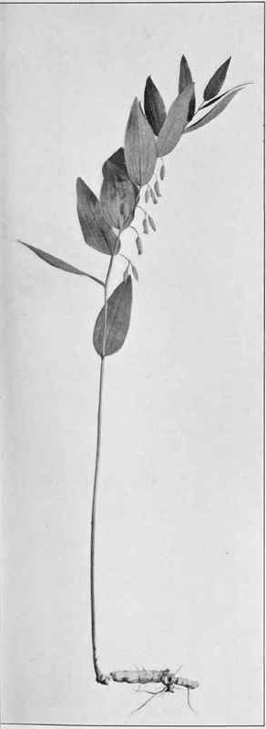 True Solomon's Seal (Polygonatum biflorum)
