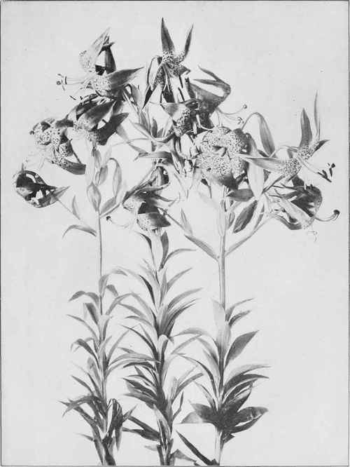 Turk's Cap Lily (Lilium superbum)