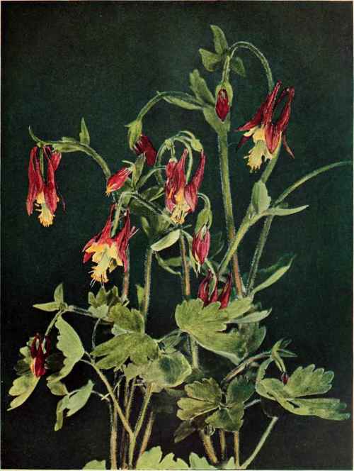 Wild Columbine. (Aquilegia Canadensis.)