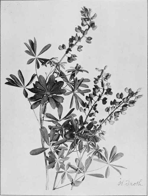 Wild Lupine (Lupinus perennis)