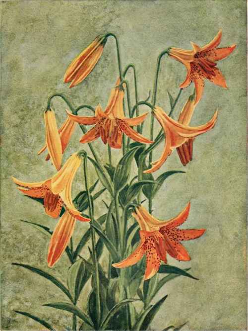 Wild Yellow Or Canadian Lily. (Lilium Canadense.)