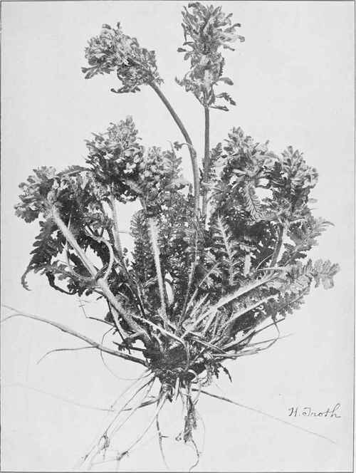 Wood Betony (Pedicularis Canadensis)