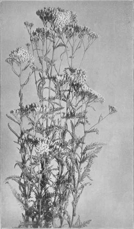 Yarrow (Achillea Millefolium)