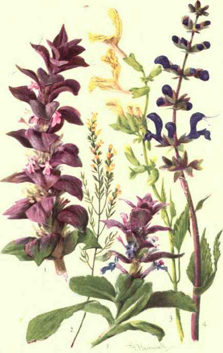 1. AJUGA PYRAMIDALIS. 2. EUPHRASIA LUTEA. 3. SALVIA GLUTINOSA. 4. SALVIA PRATENSIS.