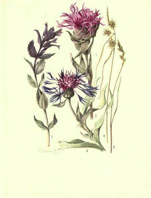 1. BARTSIA ALPINA. 2. CENTAUREA MONTANA. 3. CENTAUREA UNIFLORA. 4. CAREX FI.AVA. 5. CAREX LEPORINA (YOUNG STATE).