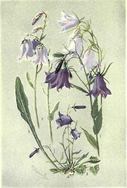 1. CAMPANULA BARHATA. 2. C. RHOMBOIDALIS. 3. C. PUSHLLA.