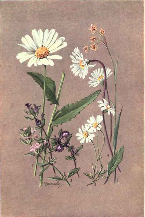 1. CHRYSANTHKMUM LEUCANTHEMUM. 2. CALAMINTHA ALPINA. 3. CHRYSANTHEMUM AUPINUM. 4. BELLI DIASTRUM MICHELII. 5. LUZULA LUTEA.