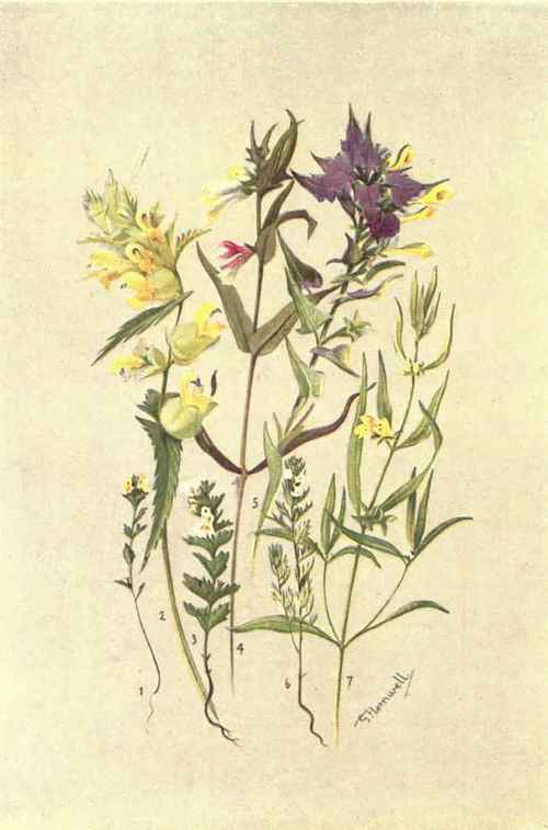 1. EUPHRASIA MINIMA. 2. RHINANTHUS SUBALPINUS. 3. EUPHRASIA OFFICINALIS. 4. MELAMPYRUM PRATENSE. 5. MELAMPYRUM NEMOROSUM. 6. KUPHRASIA SALISP.URGENSIS. 7. MELAMPYRUM SYLYATIUUM.