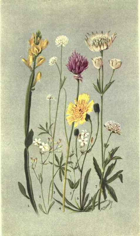 1. GENISTA SAGITTAUS. 2. GYPSOPHILA REPEXS. 3. ASTRAXTIA MINOR. 4. ALLIUM SCHCENOPRASUM. 5. SILENE RUPESTRIS. 6. HTERACIUM STATICIFOLIUM. 7. ASTRANTIA MAJOR.