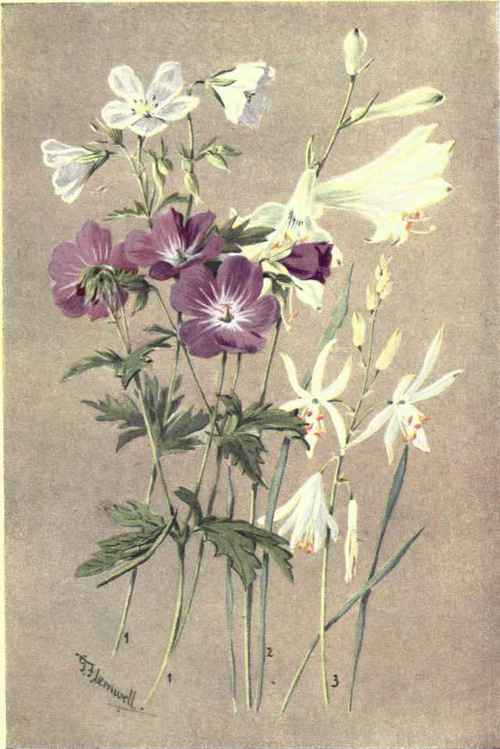 1. GERANIUM SYLVATICUM. 2. PARADISIA LILIASTRUM. 3. ANTHERICUM LILIAGO.