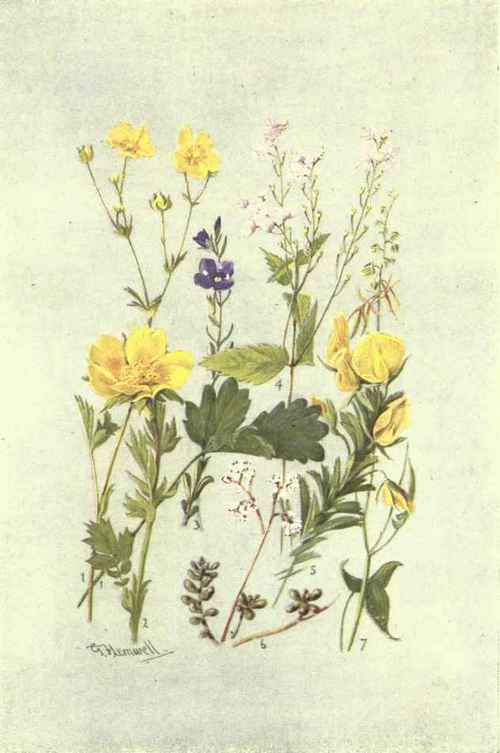1. GEUM MONTANUM. 2. POTENTILLA GRANDIFlORA VAR. MINOR. 3. VERONICA SAXATIEIS. 5. VERONICA URTICIFOLIA. 6. SEDUM ALBUM. 7. RUMEX SCUTATUS.