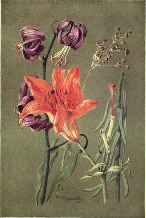 1. LILIUM MARTAGON. 2. LILIUM CROCEUM. 3. LUZULA PILOSA.