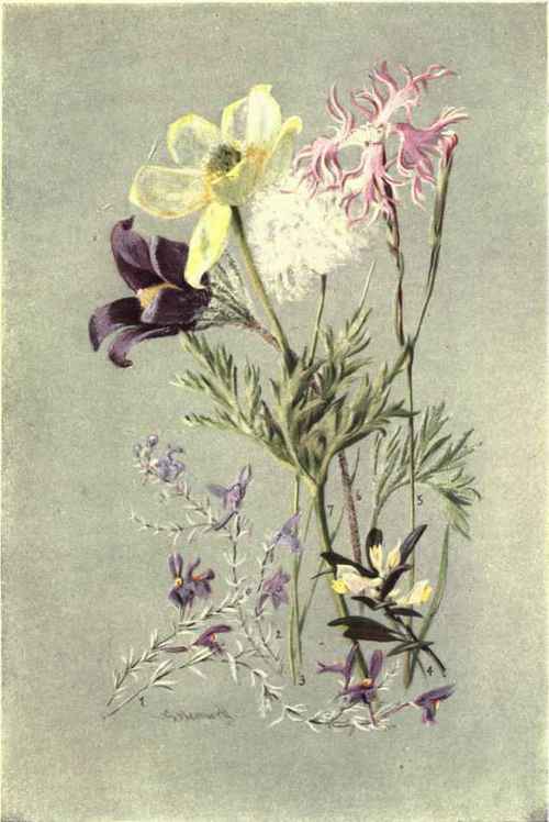 1. LINARIA ALPINA. 2. LINARIA PETRAEA. 3. ERIOPHORUM VAGINATUM. 4. POLYGALA CHAMAEBUXUS. 5. DIANTHUS SUPERBUS. 6. ANEMONE PULSATILLA. 7. ANEMONE SULPHUREA.