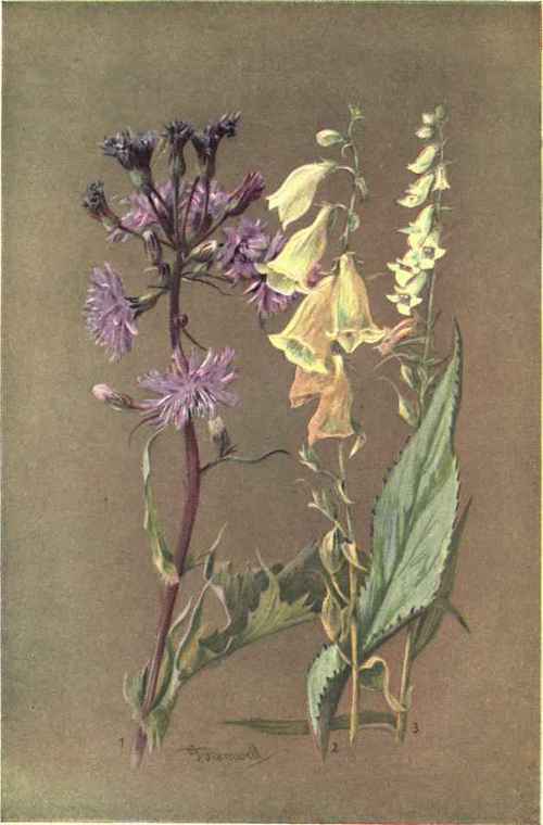 1. MULGEDIUM ALPINUM. 2. DIGITALIS AMBIGUA. 3. DIGITALIS LUTEA.