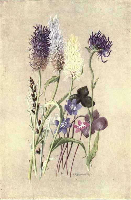 1. PHYTEUMA BETONICIFOLIUM. 2. GNAPHALIUM SYLVATICUM. 3. PHYTEUMA SPICATUM. 4. ANEMONE HEPATICA. 5. PHYTEUMA ORBICULARE.