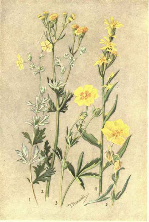 1. POTENTILLA ARGENTEA. 2. SENECIO SYLVATICUS. 3. POTENTILLA AUREA. 4. SOLIDAGO VIRGA AUREA. 5. HELIANTHEMUM VULGARE.