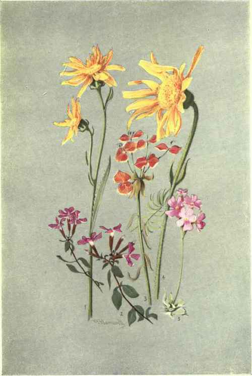 1. SENECIO DORONICUM. 2. SAPONARIA OCYMOIDES. 3. EUPHORBIA CYPARISSIAS. 4. ARNICA MONTANA. 5. PRIMULA FARINOSA.