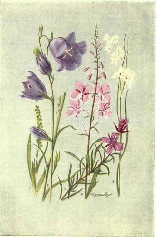 1. TOFIELDIA CALYCULATA. 2. CAMPANULA PERSICIFOLIA. 3. EPILOBIUM FLEISCHERI. 4. EPILOBIUM ANGUSTIFOLIUM. 5. LUZEA NIVEA.
