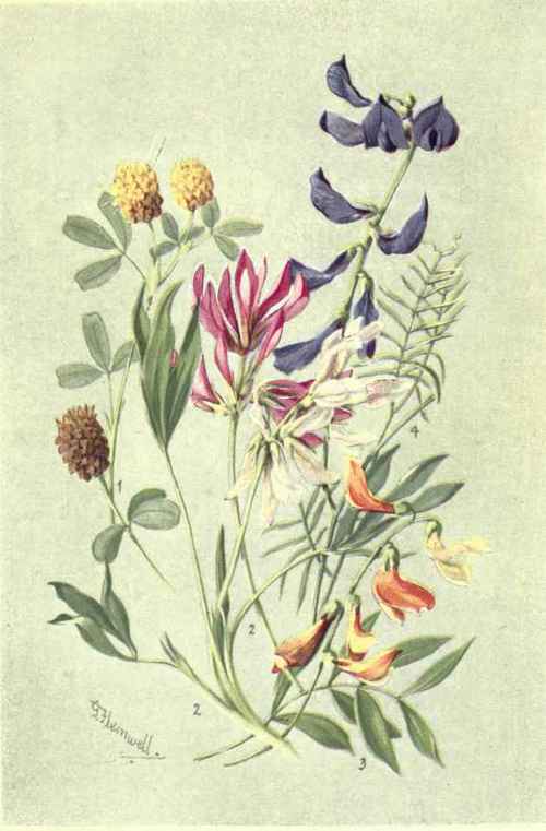 1. TRIFOLIUM RADIUM. 2. TRIFOLIU.M ALPINUM. 3. LATHVRUS LUTEUS. 4. VICIA ONOBRYCHIOIDES.
