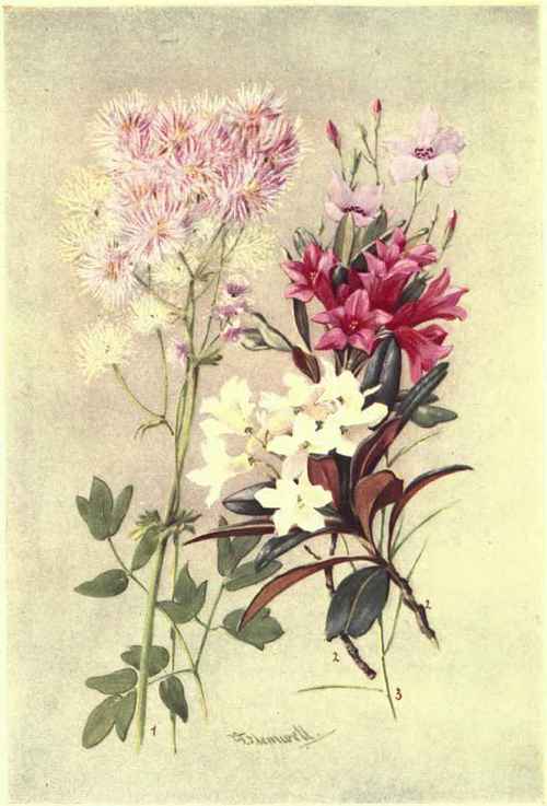 1. Thalictrum Aquilegi Folium. 2. Rhododendron Ferrugineum 3. Linum Tenuifolium. (With White Variety).