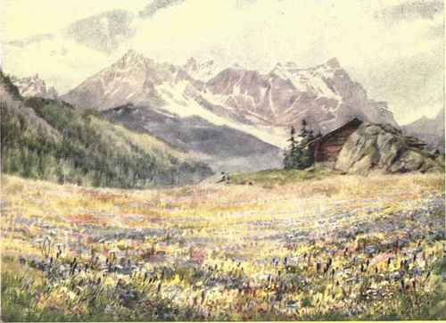 Meadow Scene In June At Champex, With Dent Du Midi.