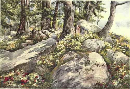 Rhododendron Among Granite Boulders Above Argentiere.