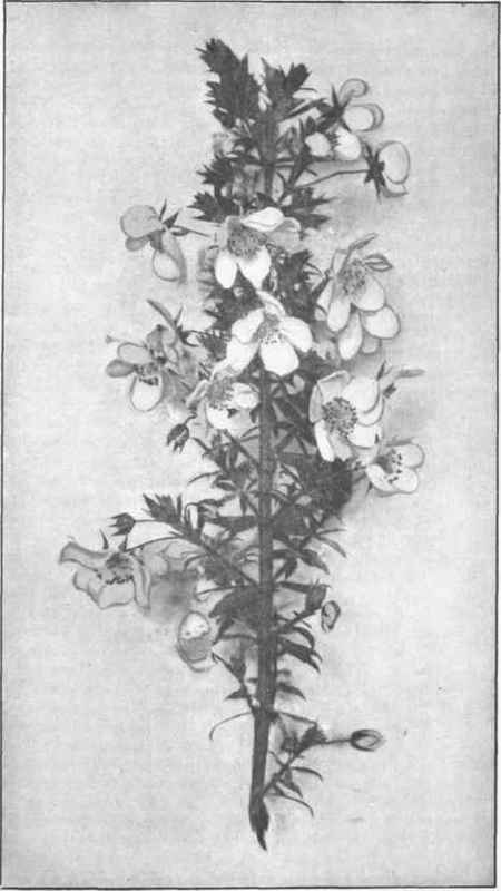 Bauera. (Bauera rubioides, Andr.)