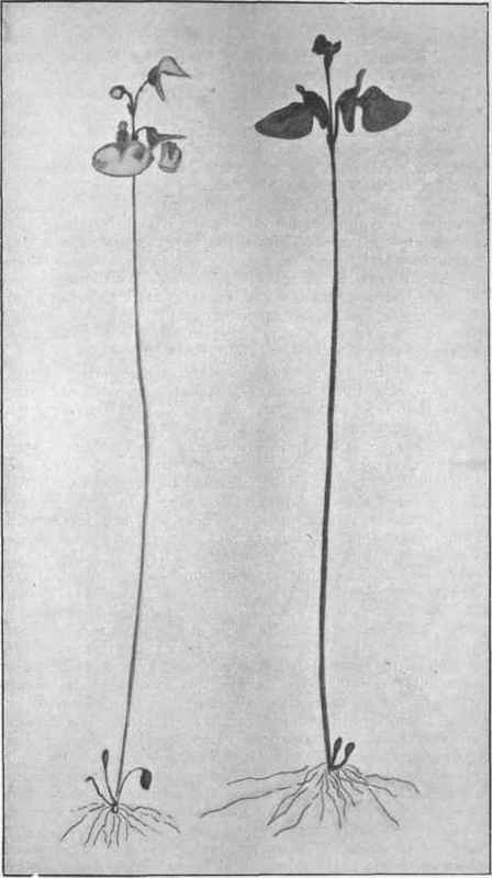 Butterfly Plant. (Utricularia dichotoma, Lab.)