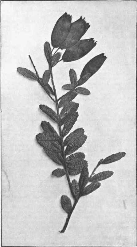 Climbing Epacris. ( Prionotes cerinthoides, R. Br.)