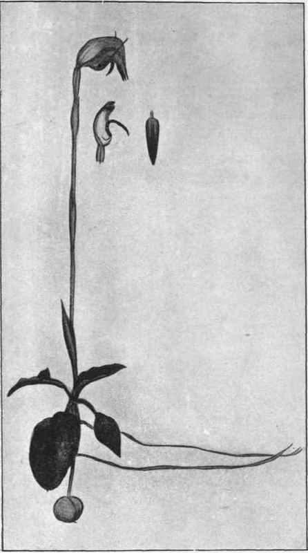 Cow Horns (Pterostylis nutans, R. Br.) 