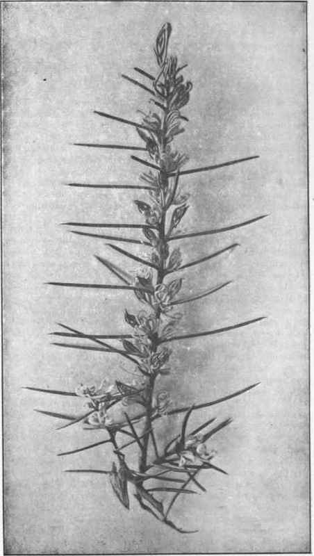 Dagger Hakea. (Hakea pugioniformis, Cav.) 