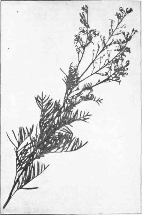 Guitar Plant. (Lomatia tinctoria, R Br.)