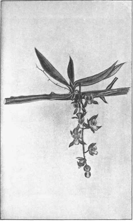Gunn's Orchid. (Sarcochilus parriflorus. Lind.)