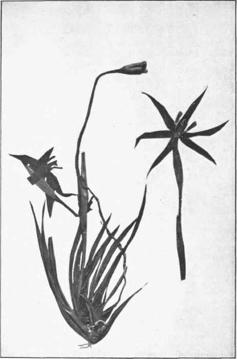 Hewardia Tasmanica, Hook