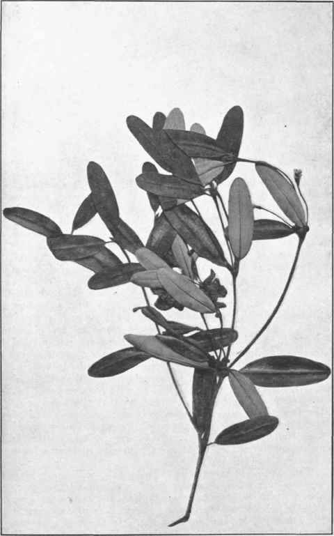 Hovea Longifolia. R. Br.