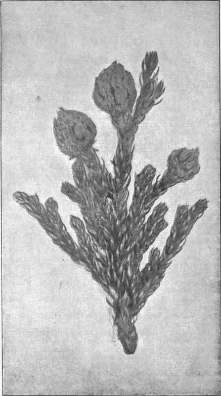 King William Pine. (Arthrotaais selaginoides, Don.) 