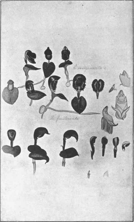 Little Hood. (Corysanthes unguiculata, R. Br. Corysanthes diemenica, Lind. C. pruinosa, Cunn. Corysanthes bicalcarata, R. Br.)