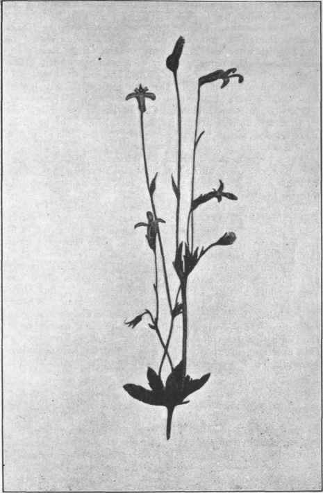 Lobelia Rhombifolia. De Vr.