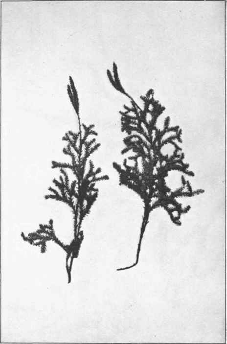 Lycopodium Fastigiatum. R. Br. 
