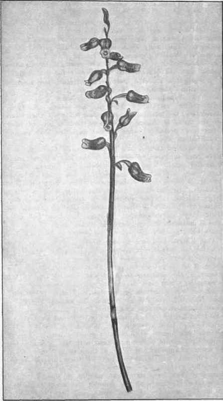 Native Potato. (Gastroides sesamoides. R. Br.)