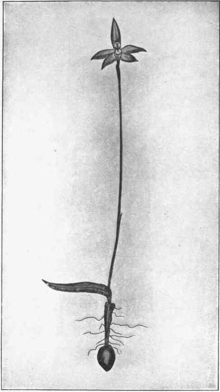 Parson In The Pulpit. ( Glossodia major, R. Br.)