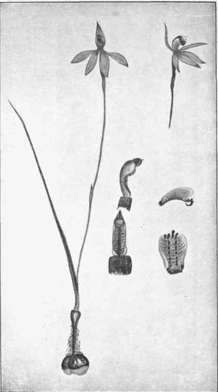Pink Orchid. (Caladenia carnea. R. Br.) 