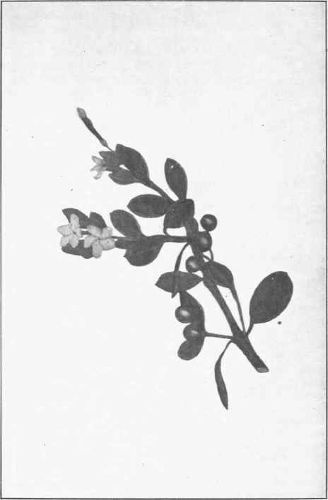 Raspberry Jam Wood. (Alyxia buxifolia, R. Br.)