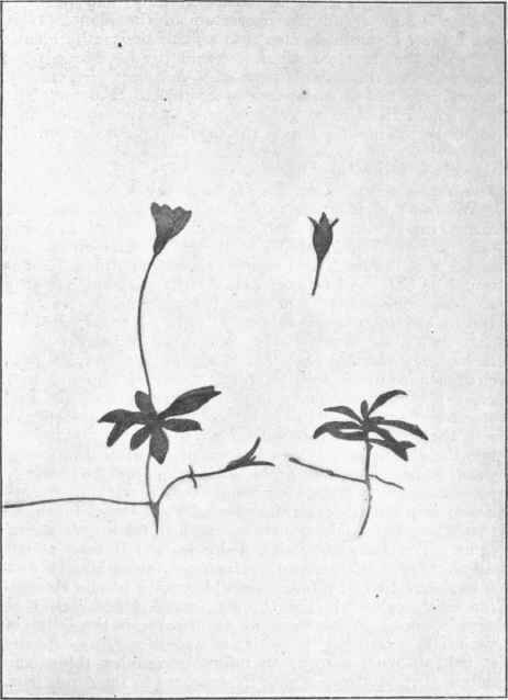 Wahlenbergia Saxicola. D.C.